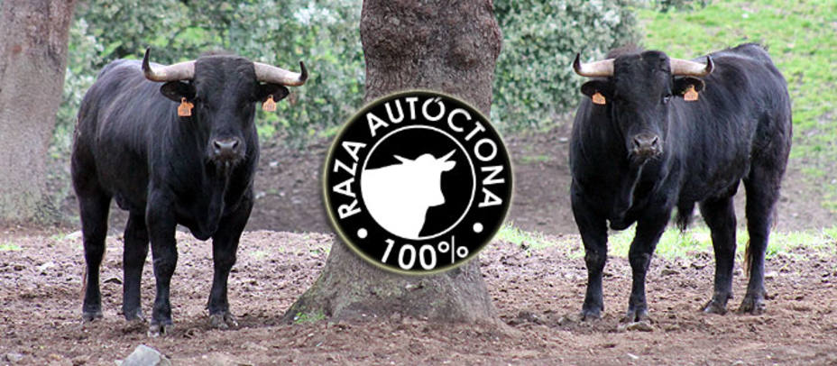 El Ministerio de Agricultura pone en valor la calidad de la carne del toro de lidia. COPE.ES