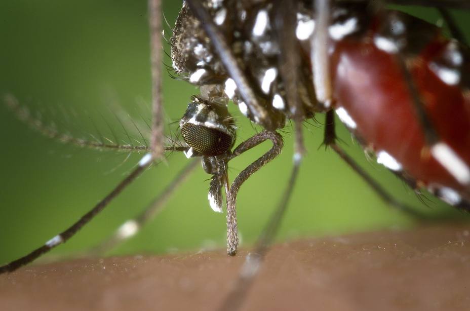 Los médicos piden estar alerta y preparados ante los casos de dengue