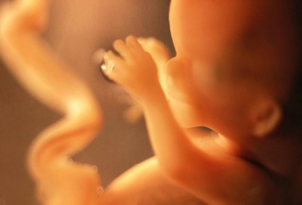 Los niveles elevados de estrógenos en las primeras etapas del embarazo afectan a la nutrición del feto