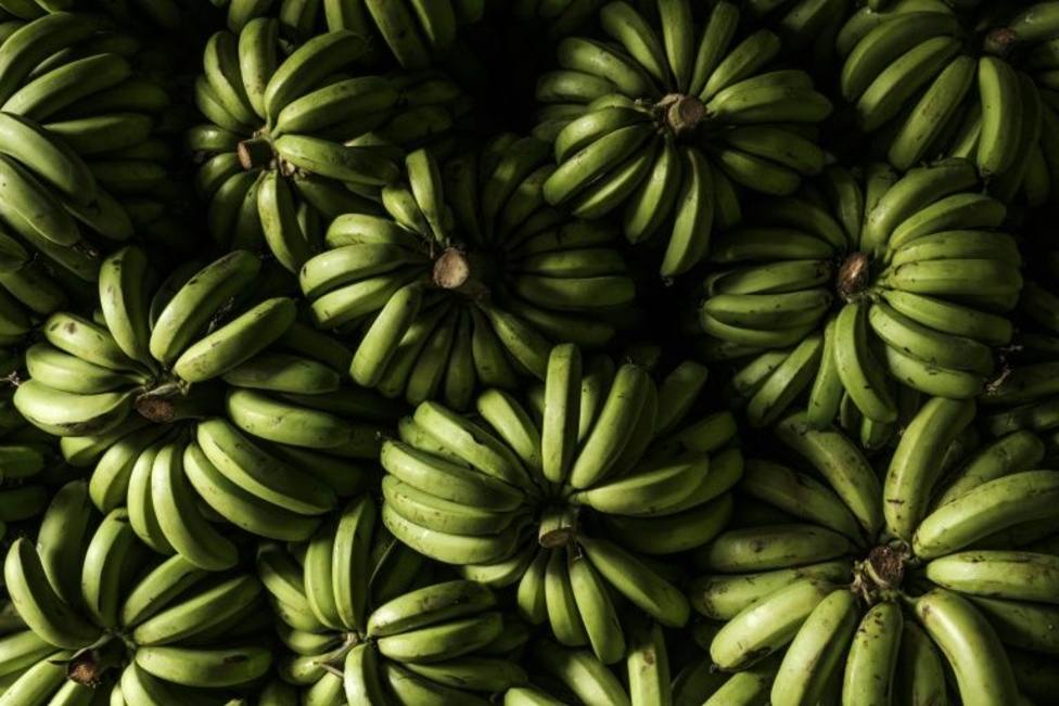 Descubren por casualdiad 75 kilos de cocaína camuflados en un cargamento de plátanos que venía de Ecuador
