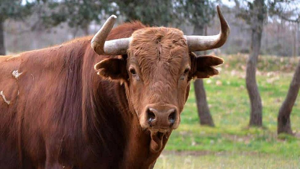 Uno de los toros de Pedraza de Yeltes reseñado para lidiarse este domingo en Arles