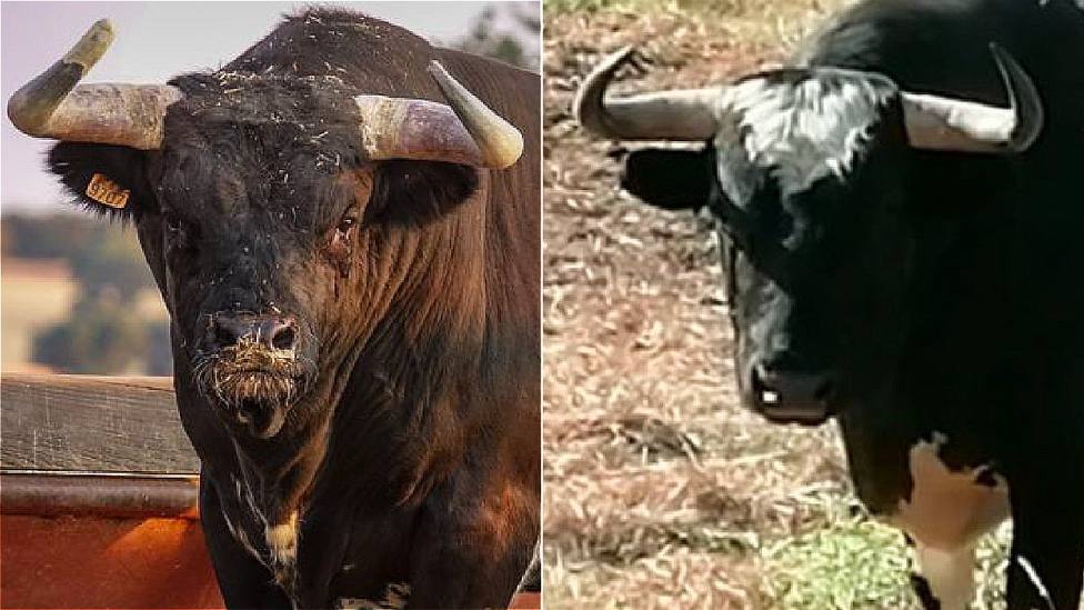 Los toros de Monte la Ermita y Valdellán abrirán la Copa Chenel en Miraflores de la Sierra