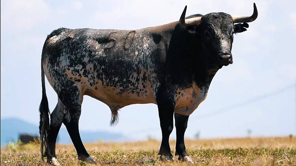 Uno de los toros de Miura reseñados para la Feria de Julio de Valencia