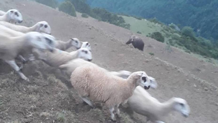 Un pastor aragonés se enfrenta a un oso para salvar a su rebaño de ovejas