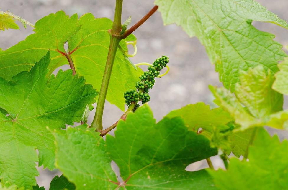 Imagen de un cultivo de uva