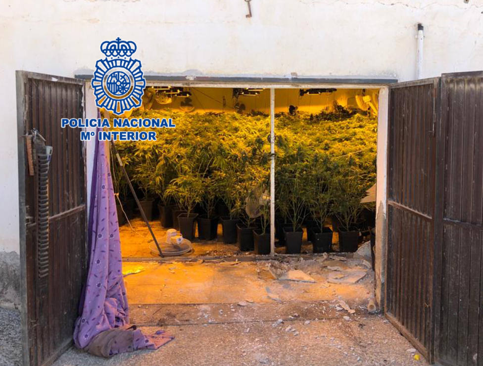 Detienen a dos clanes de la droga en Almería e intervienen 1.324 plantas de marihuana