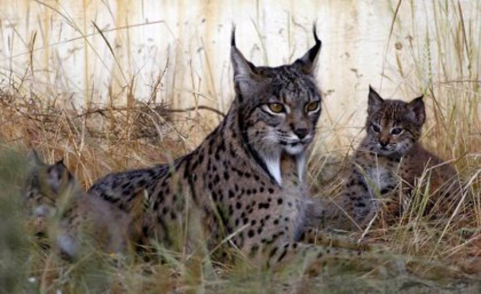 WWF felicita a Junta y resto de socios del Life Lynx Connect de protecciÃ³n del lince por superar el examen de la UE