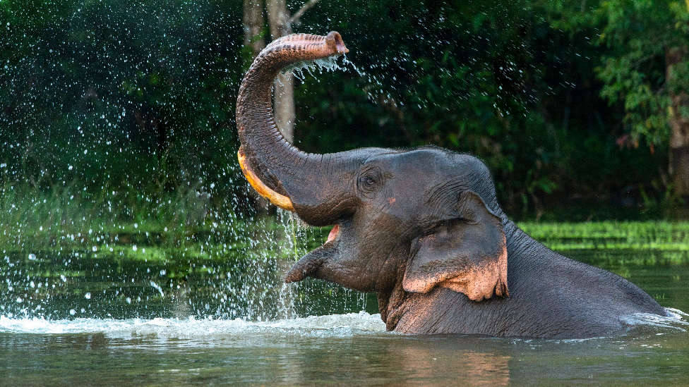 Se descubre el secreto de la versatilidad de movimientos de la trompa de los elefantes