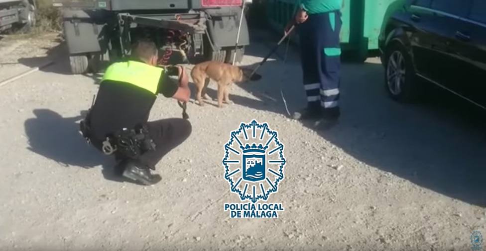 Capturados los cinco perros que atacaron a un hombre en un polígono de Málaga