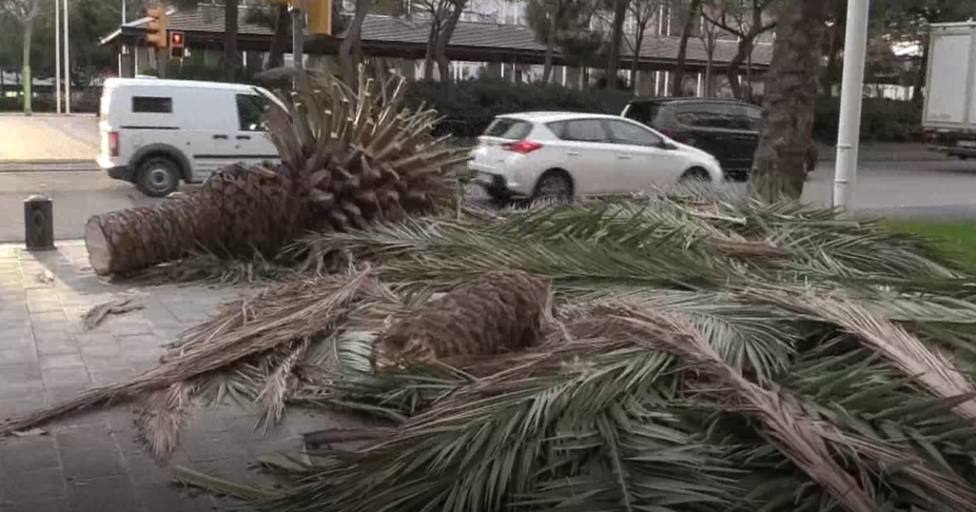 El temporal afecta a varias palmeras de Barcelona
