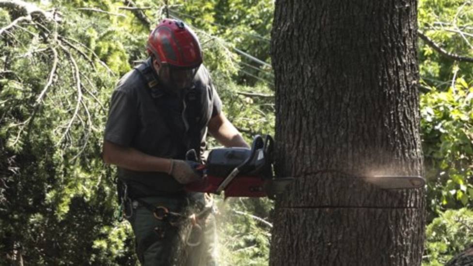 Los propietarios forestales de Lugo ingresaron 81,8 millones por cortas de madera en 2020