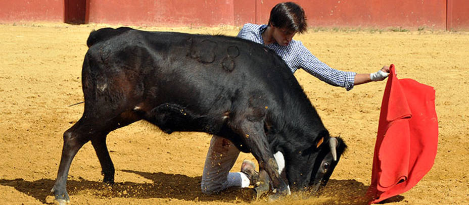 Andrés Roca Rey tentando una becerra en la ganadería sevillana de Virgen María. IRENE TIRADO