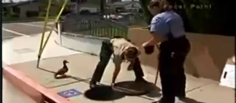 Una mamá pata pide ayuda a la Policía para salvar a sus patitos