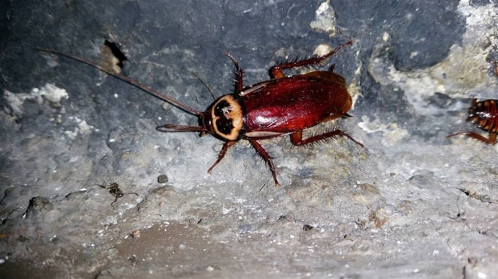 El calor, la humedad y las condiciones del suelo de la Región favorecen la aparición de cucarachas