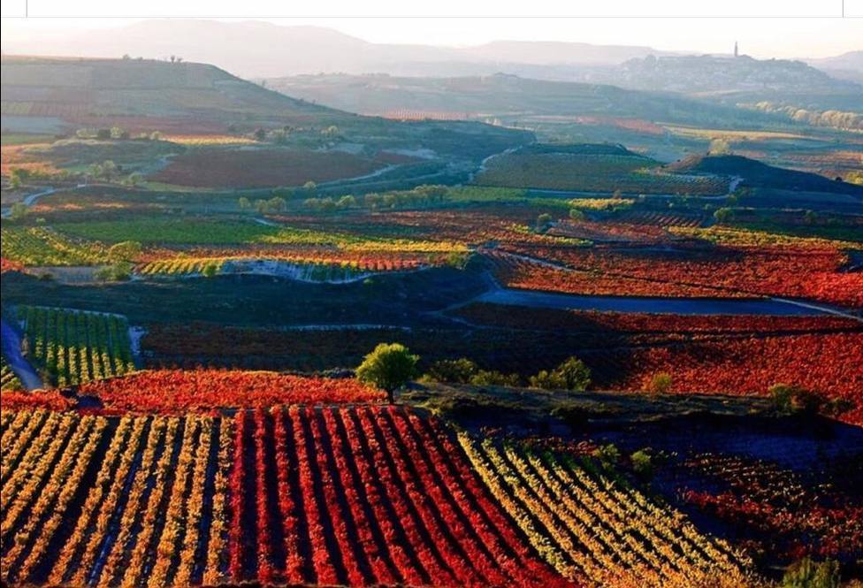 La DOC Rioja aprueba un rendimiento amparado del 95% para la próxima vendimia