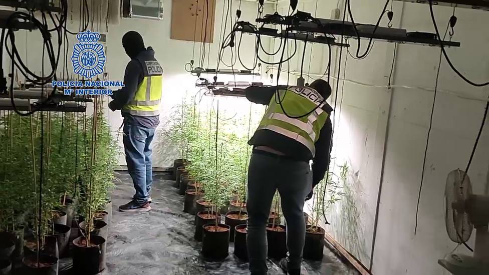 Policía detiene a una mujer responsable de una plantación de marihuana tipo “indoor” en una casa de campo