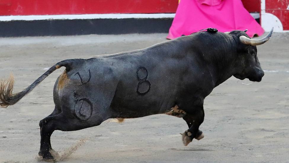 Toro de Ana Romero lidiado en la Feria de San Ignacio de 2023
