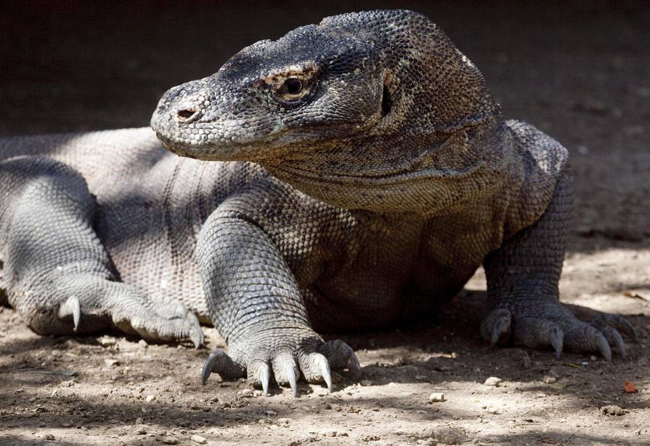 Intervenido en Cornellà un dragón de Komodo criado ilegalmente