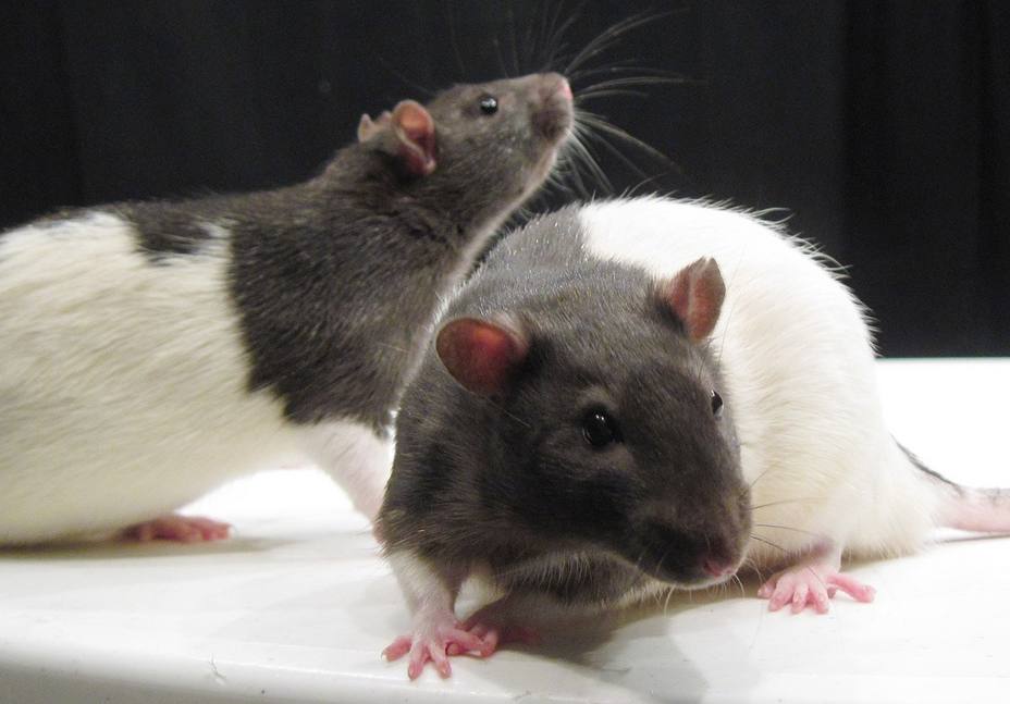 Las ratas, como los humanos, olvidan recuerdos de forma selectiva, según una investigación