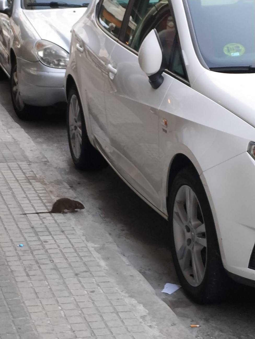 Imagen de una rata en Agra de Bragua