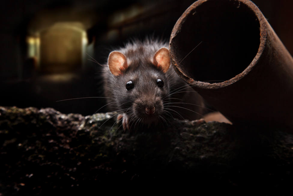 En muchas ciudades, las ratas se están matando entre ellas para sobrevivir