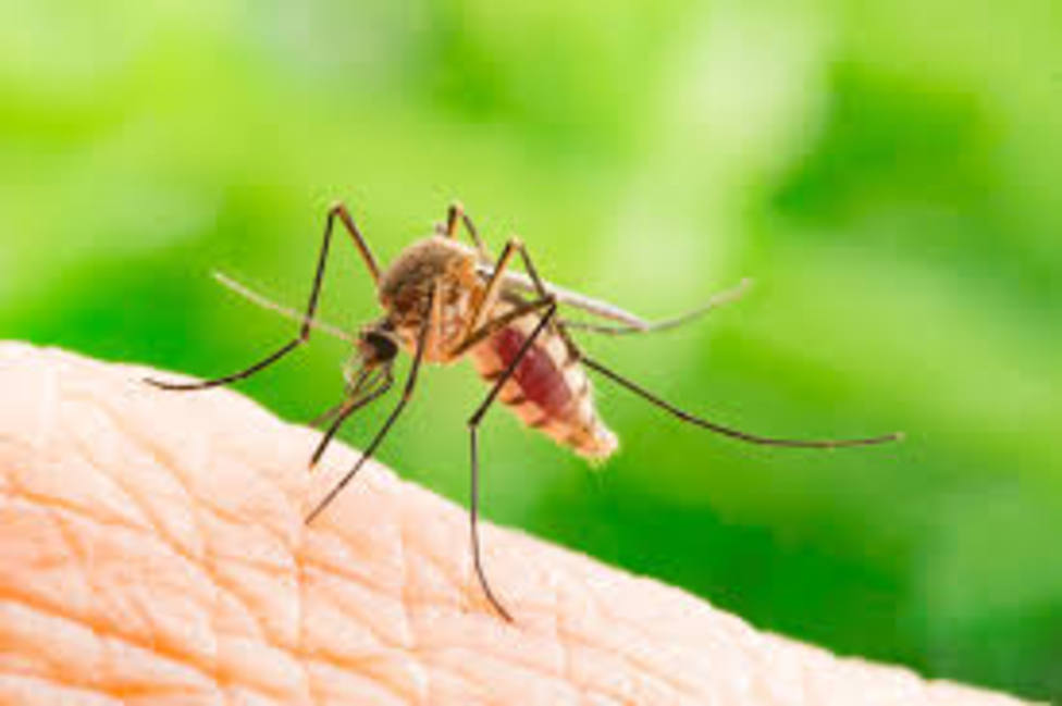 Salud refuerza la vigilancia frente al mosquito tigre en colaboración con los ayuntamientos