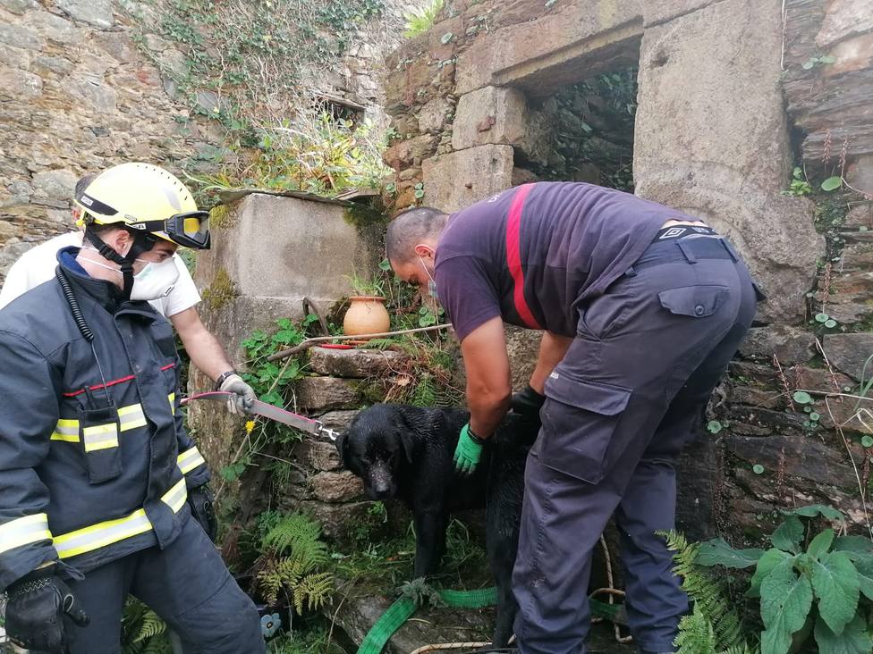 El canino tras ser retirado del interior del pozo - FOTO: Concello de Ortigueira