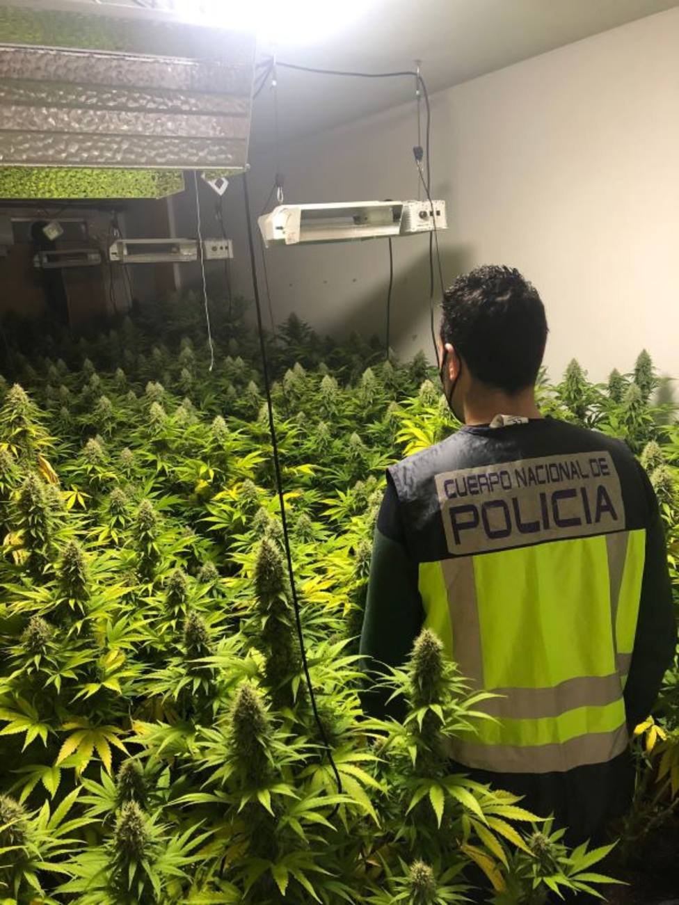 La Policía Nacional desmantela un cultivo interior de Marihuana compuesto de 58 plantas