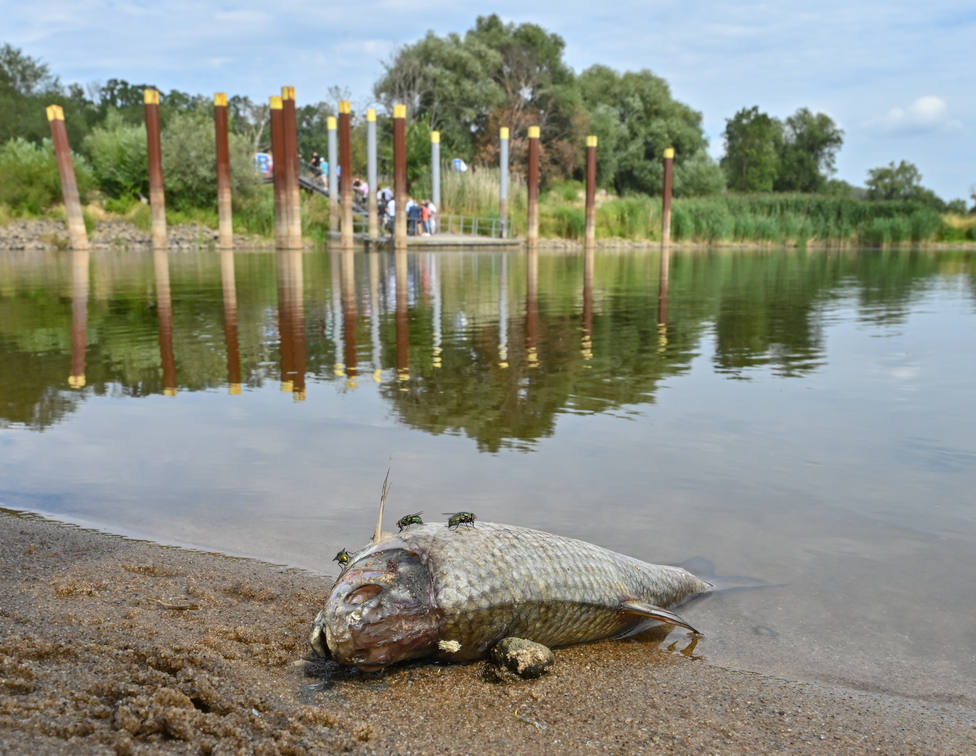 Polonia pide ayuda internacional por la contaminación en el río Óder