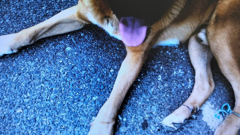 Perro maltratado en Escairón, en el municipio de O Saviñao