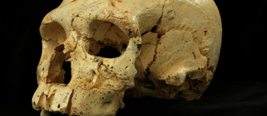 Uno de los cráneos hallados en Atapuerca. REUTERS