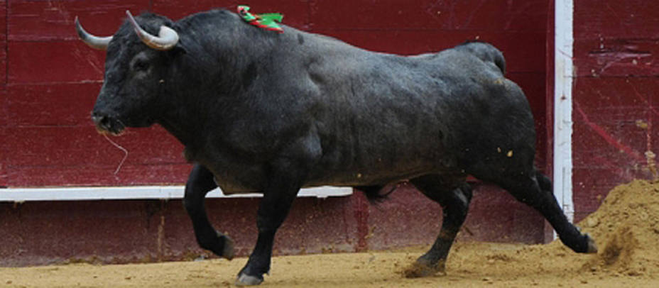 Uno de los toros de Adolfo Martín lidiados en las Fallas 2013. TOROSVALENCIA.COM