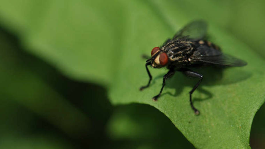 Madrid, en alerta por la presencia de la mosca negra junto al río Manzanares