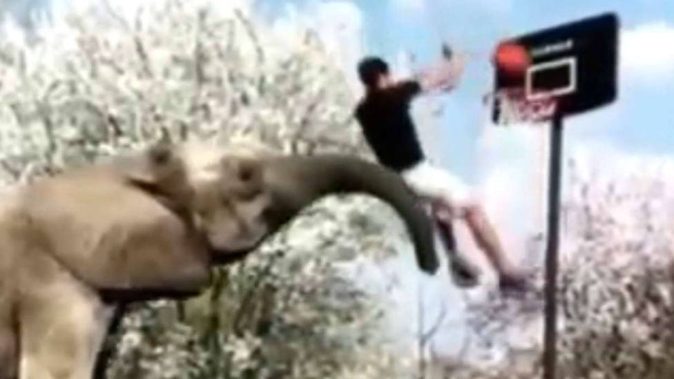 Busca lo más viral: jugando al baloncesto con elefantes y otros vídeos de la semana