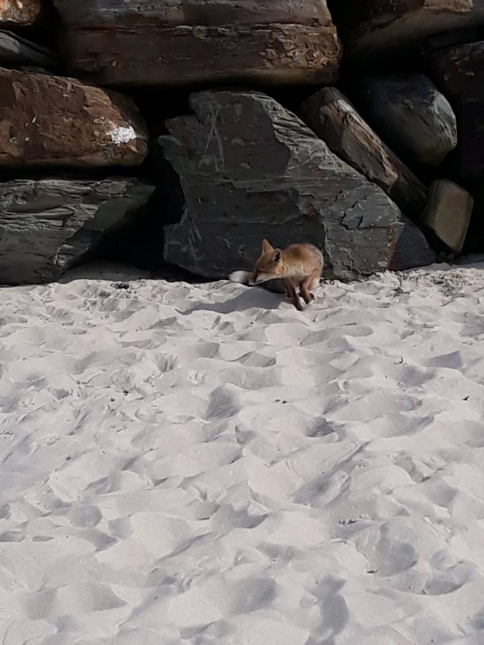 Un zorro se pasea a plena luz de día por la playa de Altar