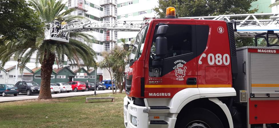 Colocación del cebo en las palmeras de Caranza por parte de los Bomberos - FOTO: Concello de Ferrol