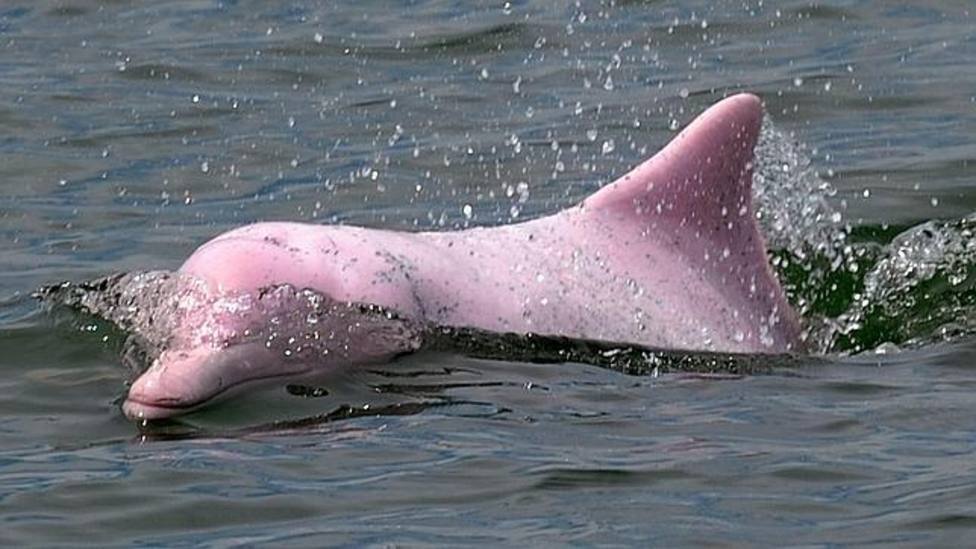 Delfines rosados. ABC