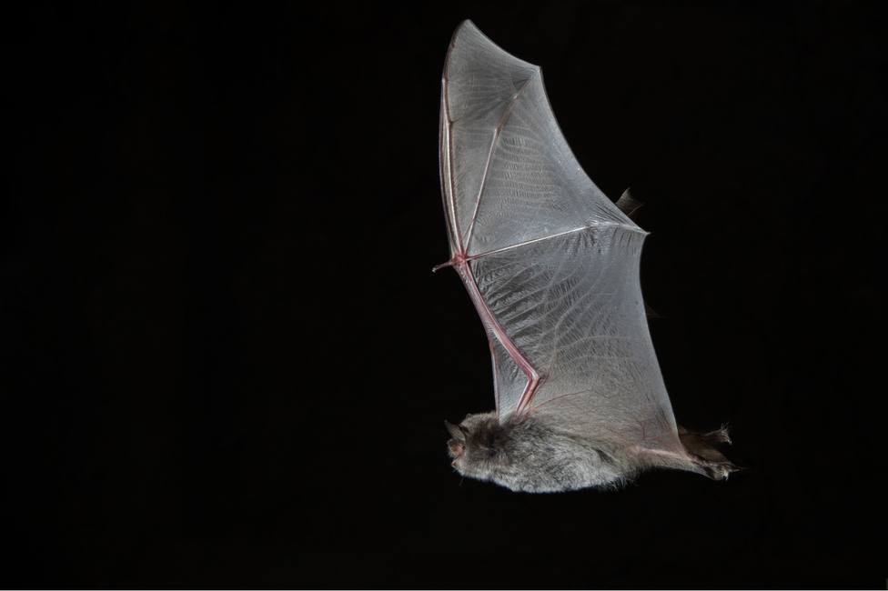 En la actualidad existes siete especies de murciélagos amenazados de extinción
