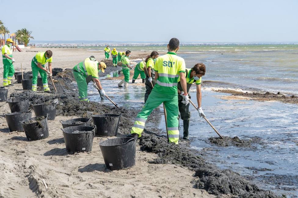 El Ayuntamiento de Cartagena refuerza la limpieza y retirada de algas en el Mar Menor con otros 16 operarios