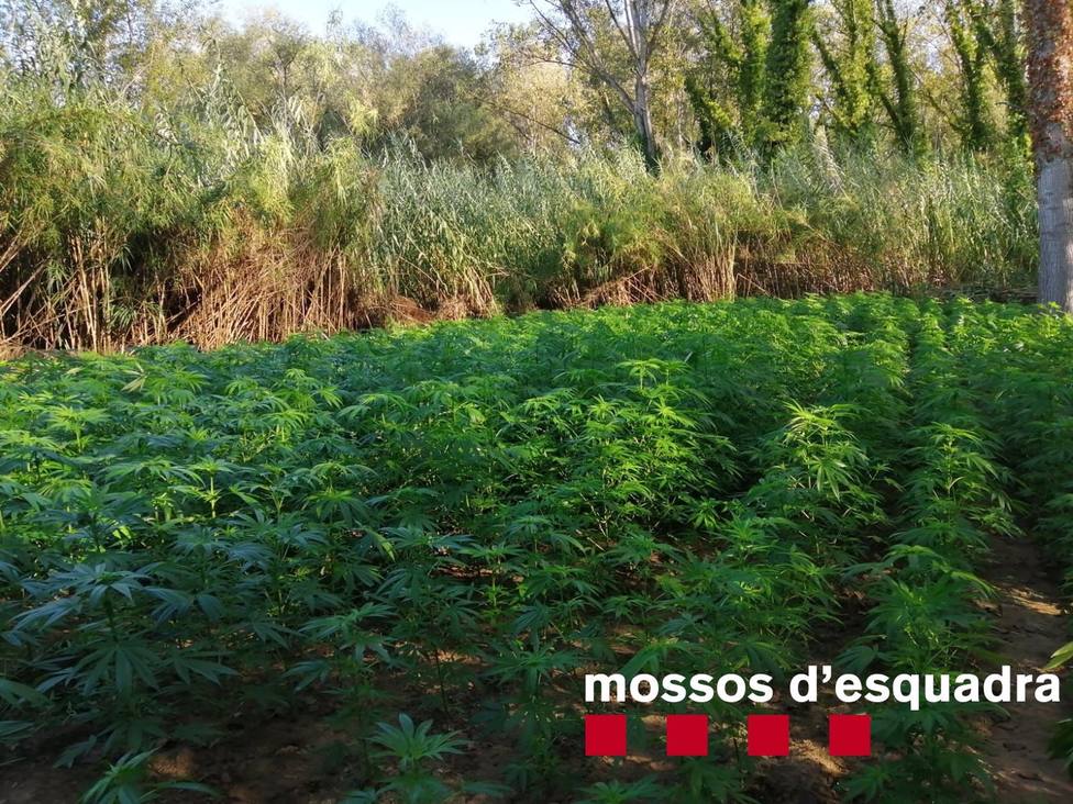 Tres detenidos por cultivar 3.000 plantas de marihuana en Girona