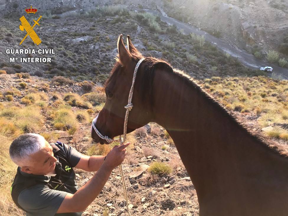 Rescatan a un caballo de raza árabe atrapado en una zona montañosa en Huércal Overa