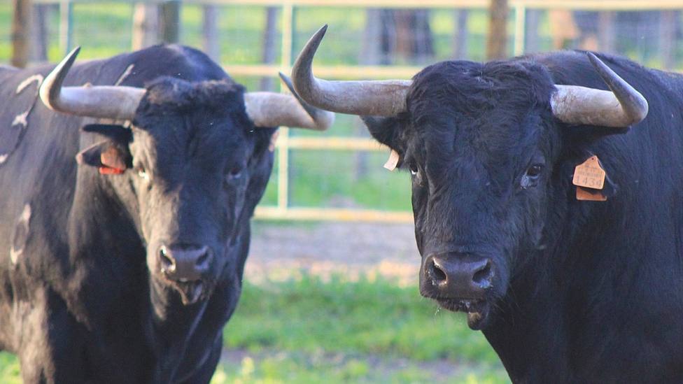 Dos de los toros de Palha que se lidiarán en la Feria del Aficionado del Club 3 Puyazos