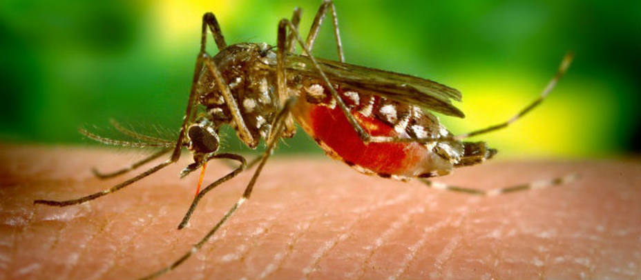 El Zika un problema para Brasil y los próximos Juegos Olímpicos de agosto