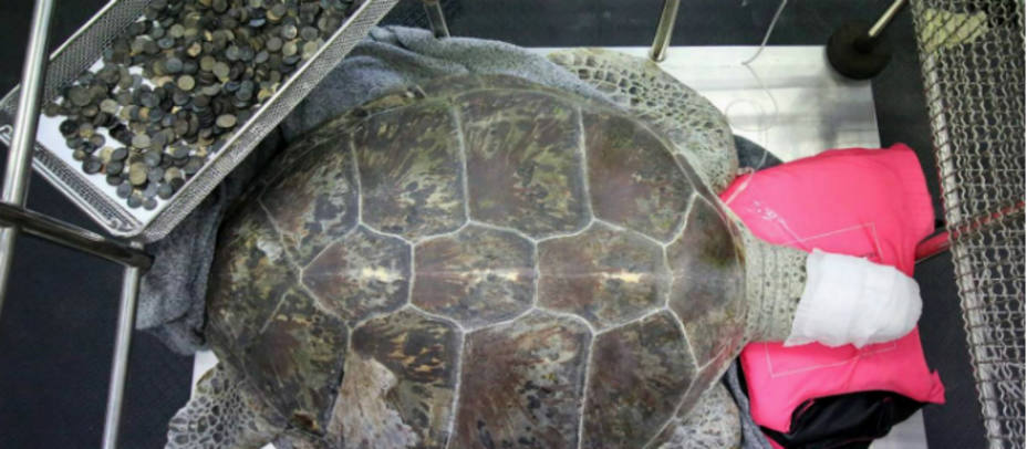 La tortuga verde de 25 años llamada Om Sin descansa tras una operación junto a las monedas que le han extraido del estómago en la Facultad de Ciencias Veterinarias en la Universidad de Chilalongkorn, en Bangkok, Tailandia. Foto EFE