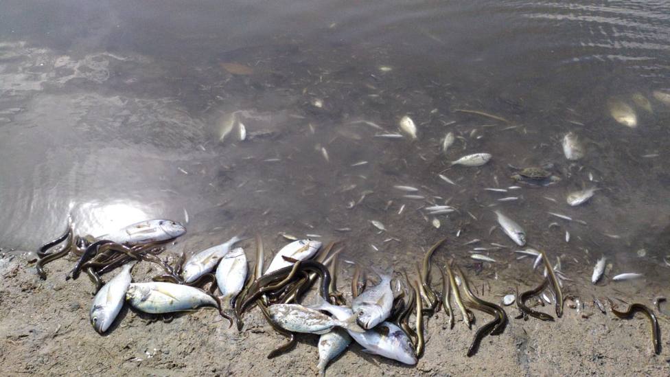 La falta de oxígeno en el Mar Menor lleva a miles de peces a ahogarse en la orilla de la playa de Villananitos (Murcia)