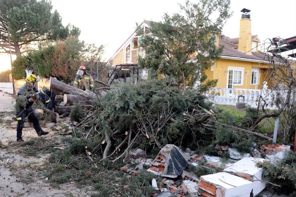 En una calle de la localidad vallisoletana de Viana de Cega el fuerte viento ha derribado un árbol
