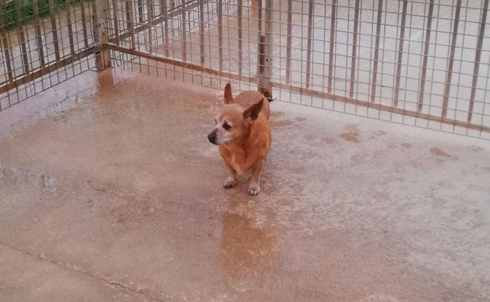 La increíble historia de Xula, una perro adoptada en Menorca en pleno confinamiento