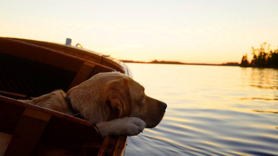 Zarpan en un velero con su perro y lo que les ocurrió cambió sus vidas para siempre