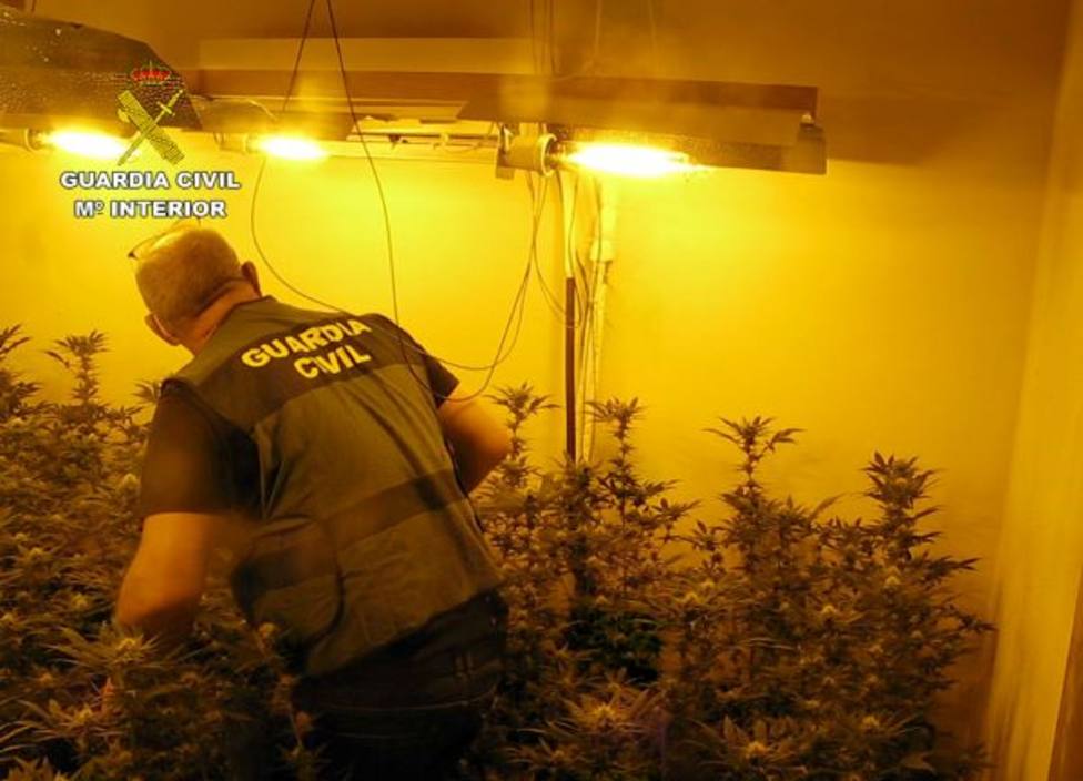 La Guardia Civil desmantela en Librilla un grupo criminal dedicado al cultivo ilícito de marihuana
