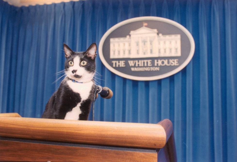 El día del gato: por qué se celebra en febrero y la conexión que tiene con la Casa Blanca